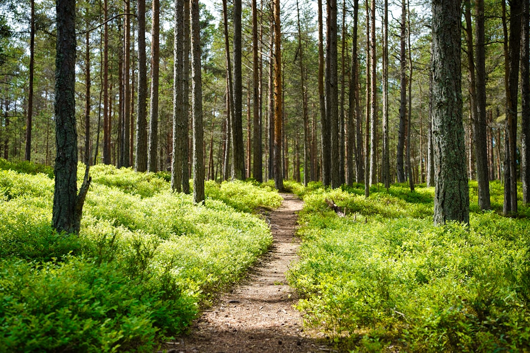 Wandern in den Alpen
